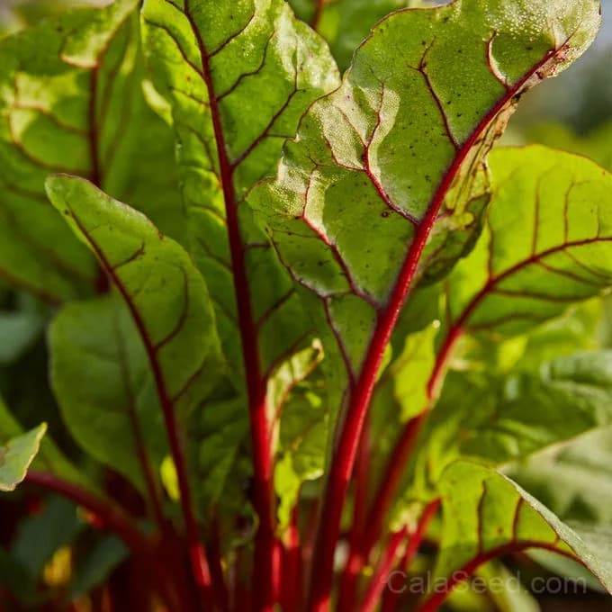 Rhubarb Swiss Chard Seeds — Vibrant Red-Stemmed Greens - View 2