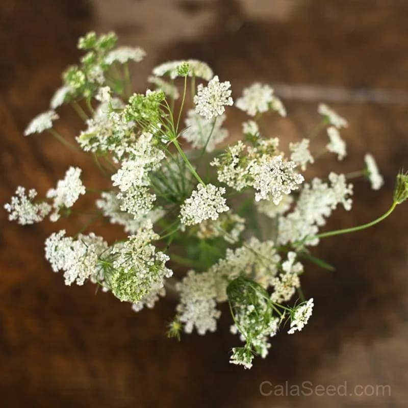Bishop's Flower Seeds — Native Wildflower for Pollinators - View 2