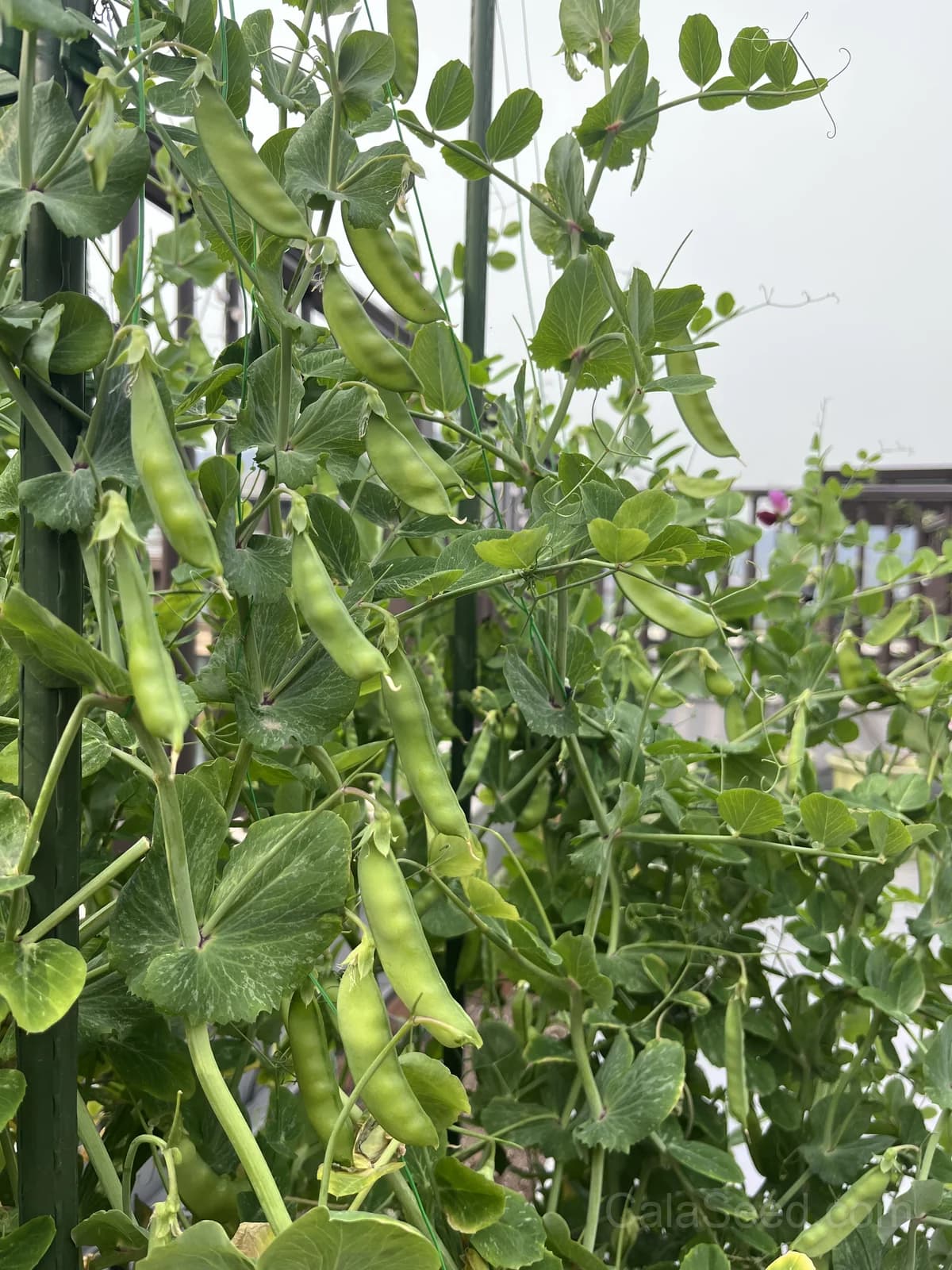 Oregon Sugar Pod II Pea Seeds — Sweet Snow Pea Variety - View 4