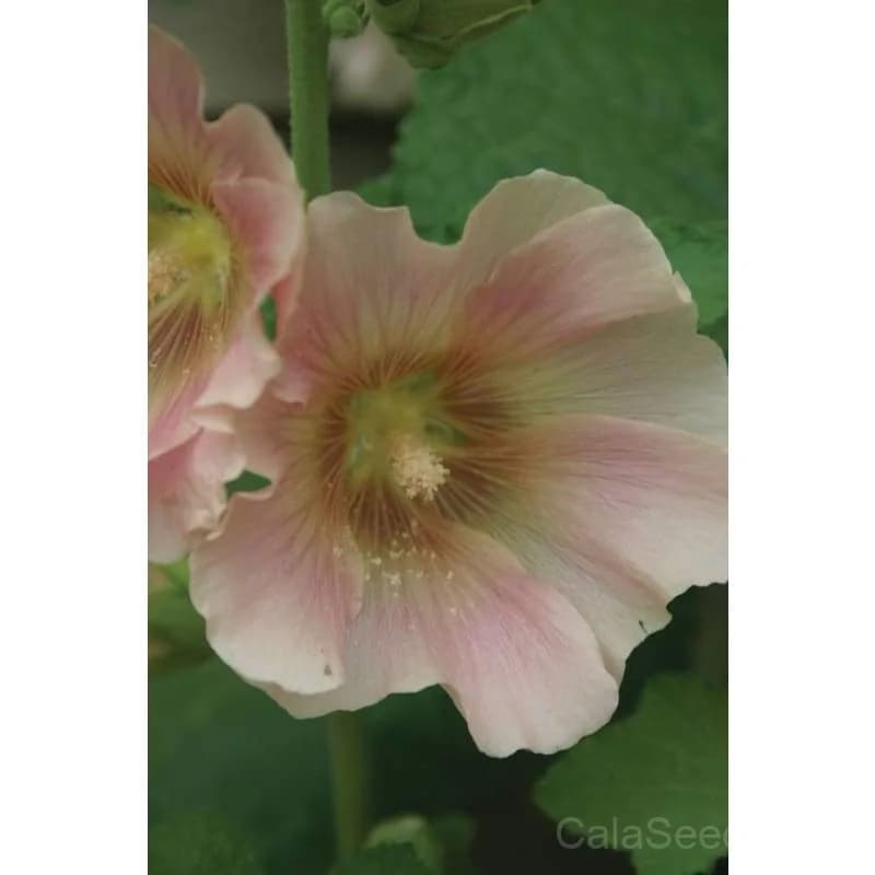 Antwerp Hollyhock Seeds — Classic Cottage Garden Bloom - View 7