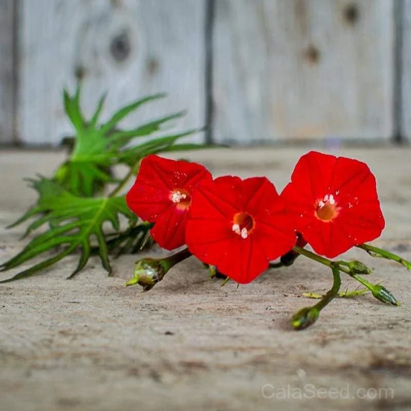 Cypress Climber 'Cardinal' Seeds — Vibrant Red Climbing Vine - View 2