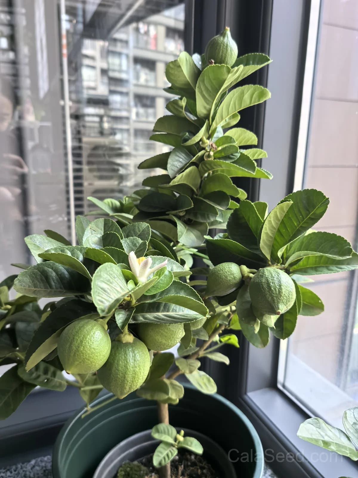 Lemon 'Citrus Limon' Seeds — Classic Citrus Fruit - View 3