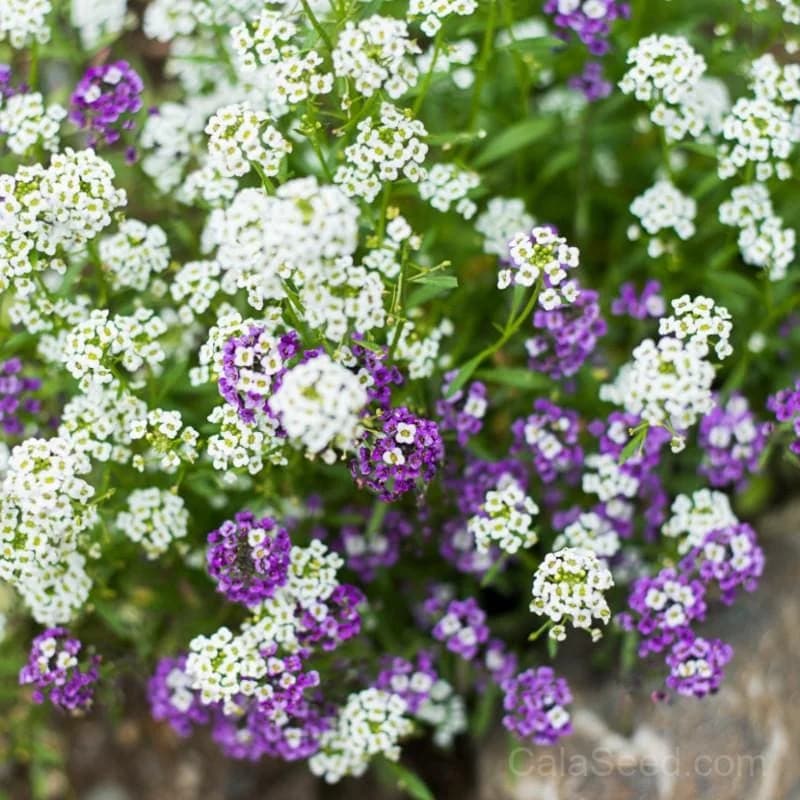 Royal Carpet Alyssum Seeds — Fragrant Ground Cover Bloom - View 1