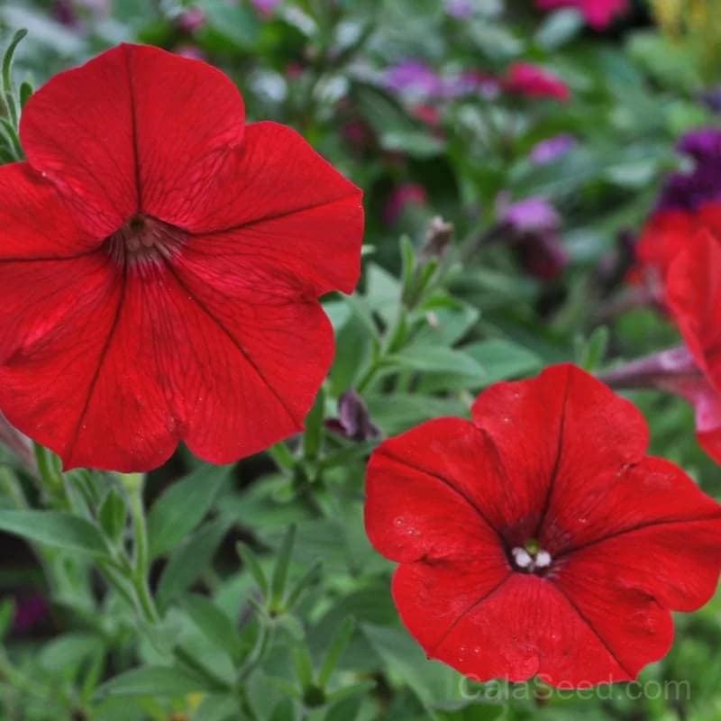 Red Easy Wave Petunia Seeds — Spreading Annual Bloom - View 1