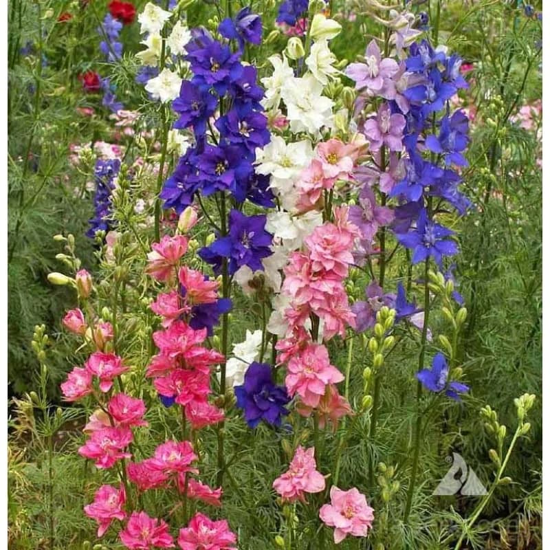 Giant Imperial Mix Larkspur Seeds — Tall Cottage Garden Blooms - View 5