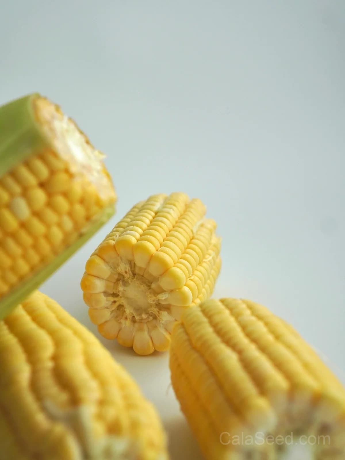 Jaws Corn Seeds — Sweet Summer Harvest - View 5