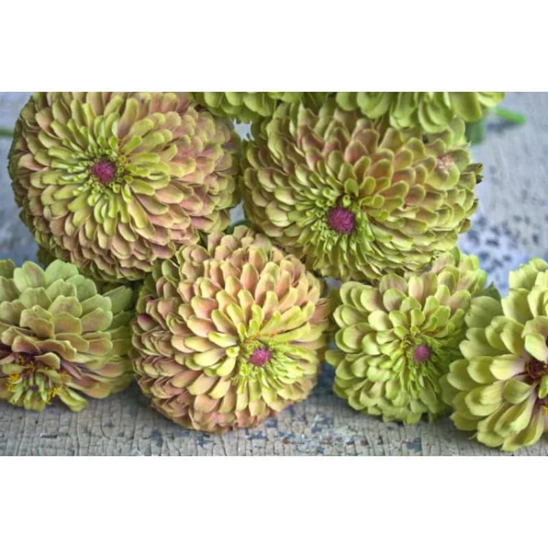 Queeny Lime Blush Zinnia Seeds — Unique Bicolor Blooms - View 2
