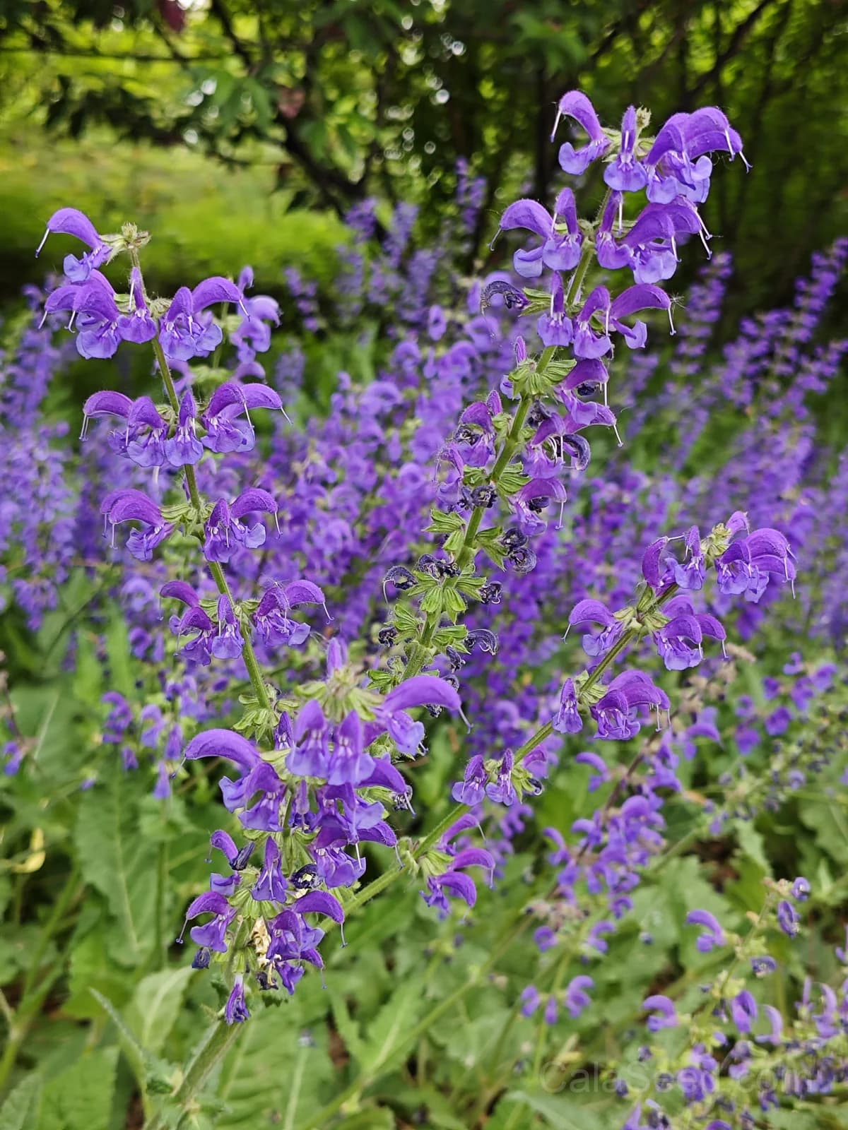 Blue Bedder Salvia Seeds — Compact Blue Flowering Perennial - View 4