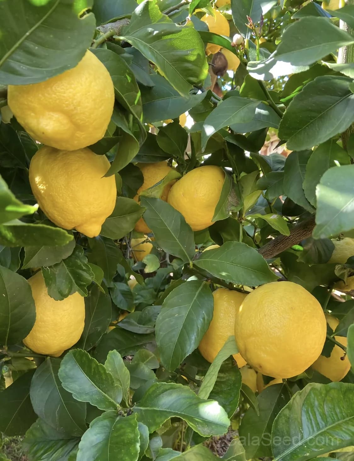 Lemon 'Citrus Limon' Seeds — Classic Citrus Fruit - View 7