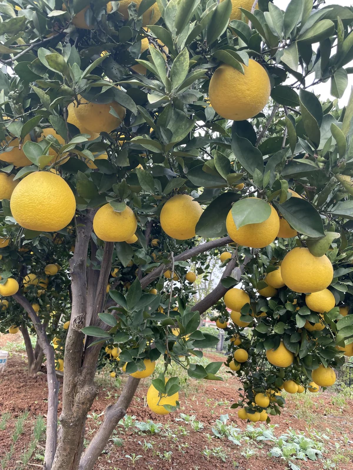 Pomelo 'Chandler' Seeds — Sweet Citrus Giant Fruit - View 2