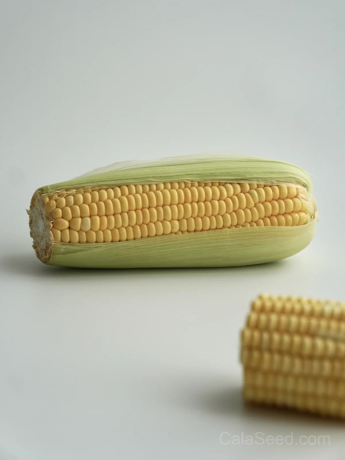 Jaws Corn Seeds — Sweet Summer Harvest - View 4