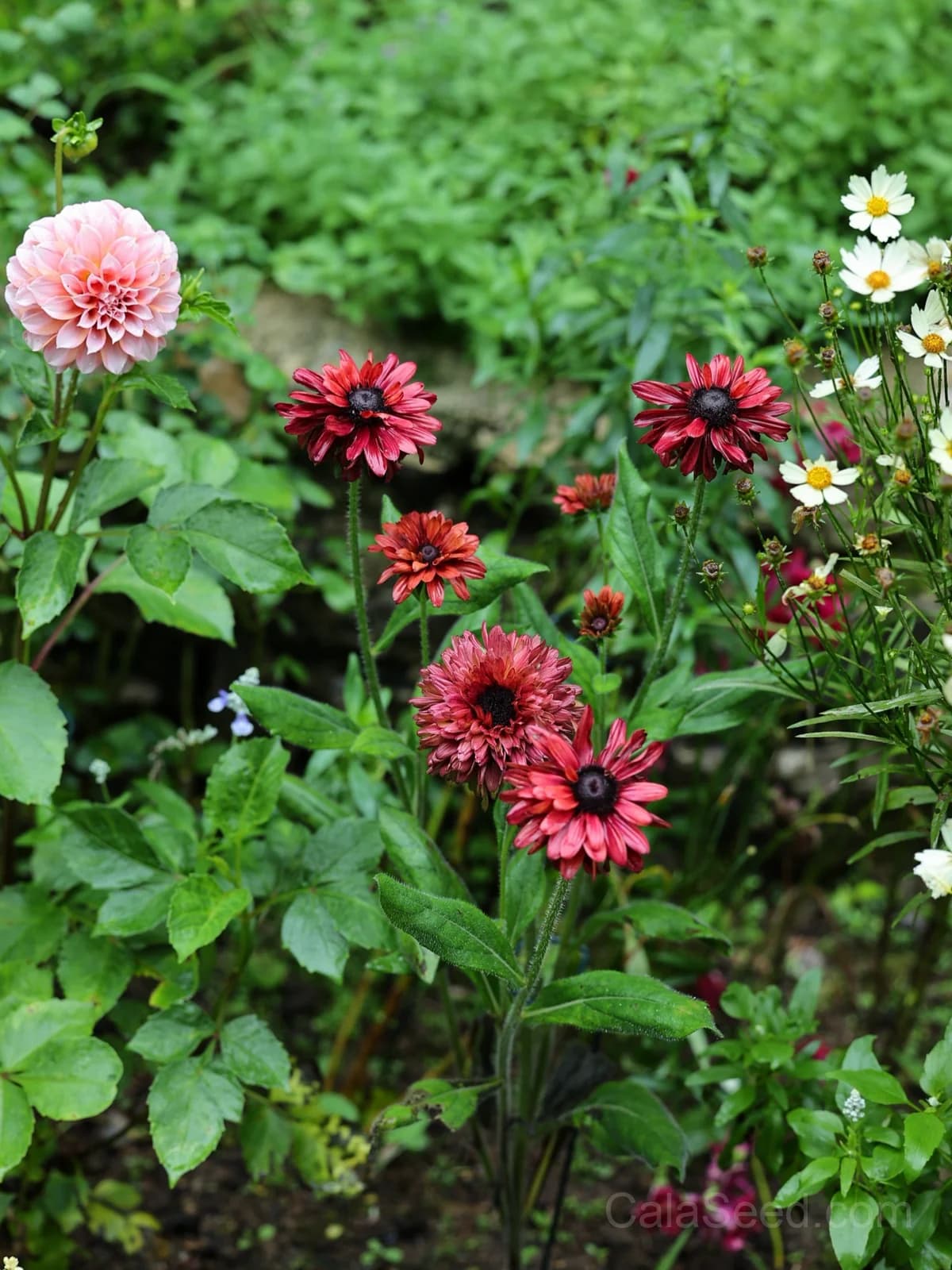 Cherry Brandy Rudbeckia Seeds — Rich Wine-Red Blooms - View 4