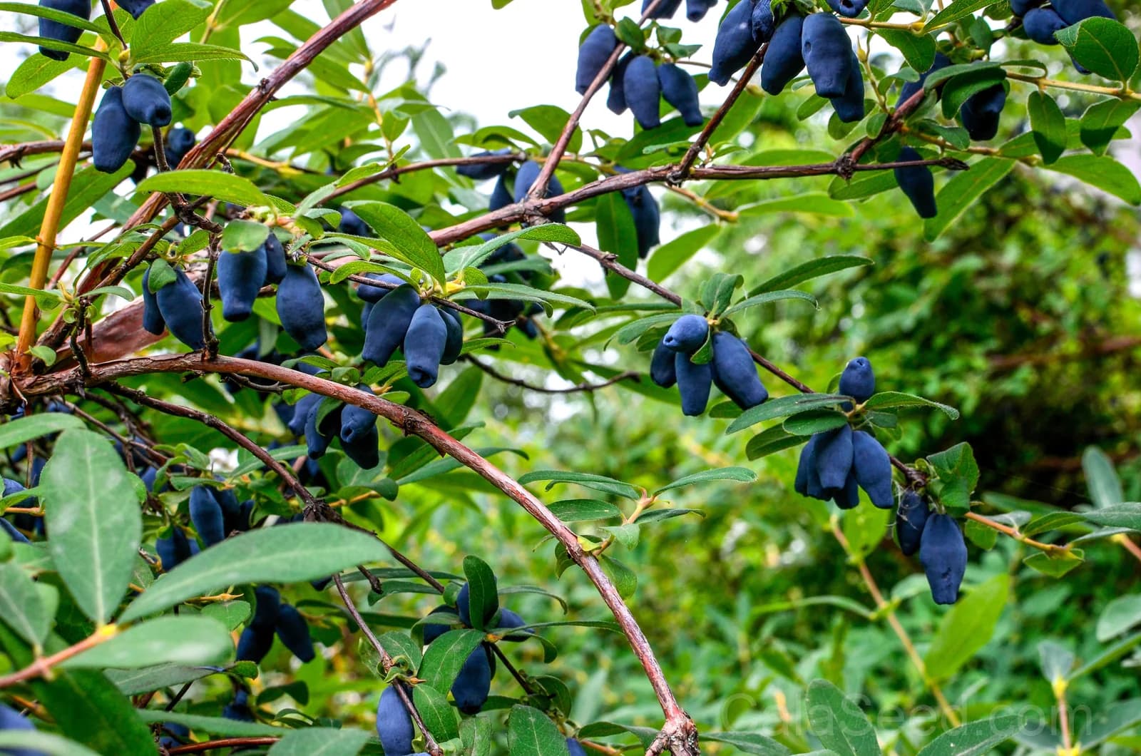 Blue Honeysuckle 'Honeyberry' Seeds — Edible Fruit Shrub - View 8