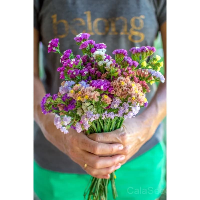 Statice 'Mixture' Seeds — Vibrant Everlasting Cut Flowers - View 2