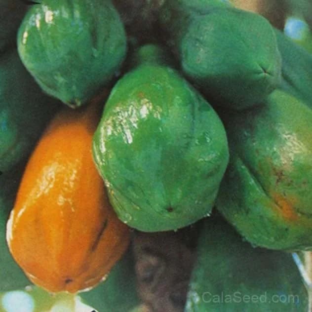 Carica Papaya Seeds — Tropical Fruit Tree - View 3