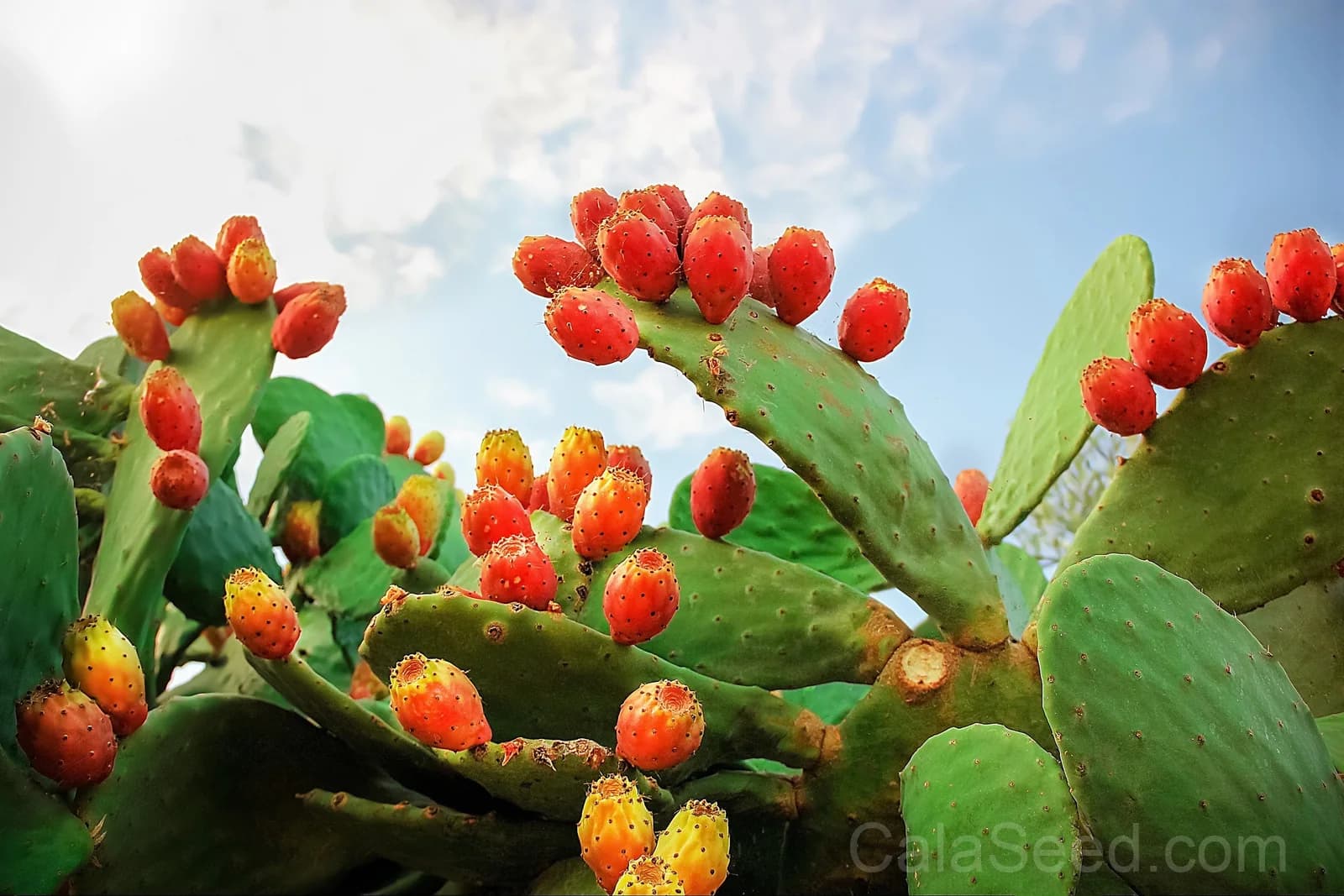 Prickly Pear Cactus 'Opuntia Ficus-Indica' Seeds — Edible Fruit & Flowers - View 2