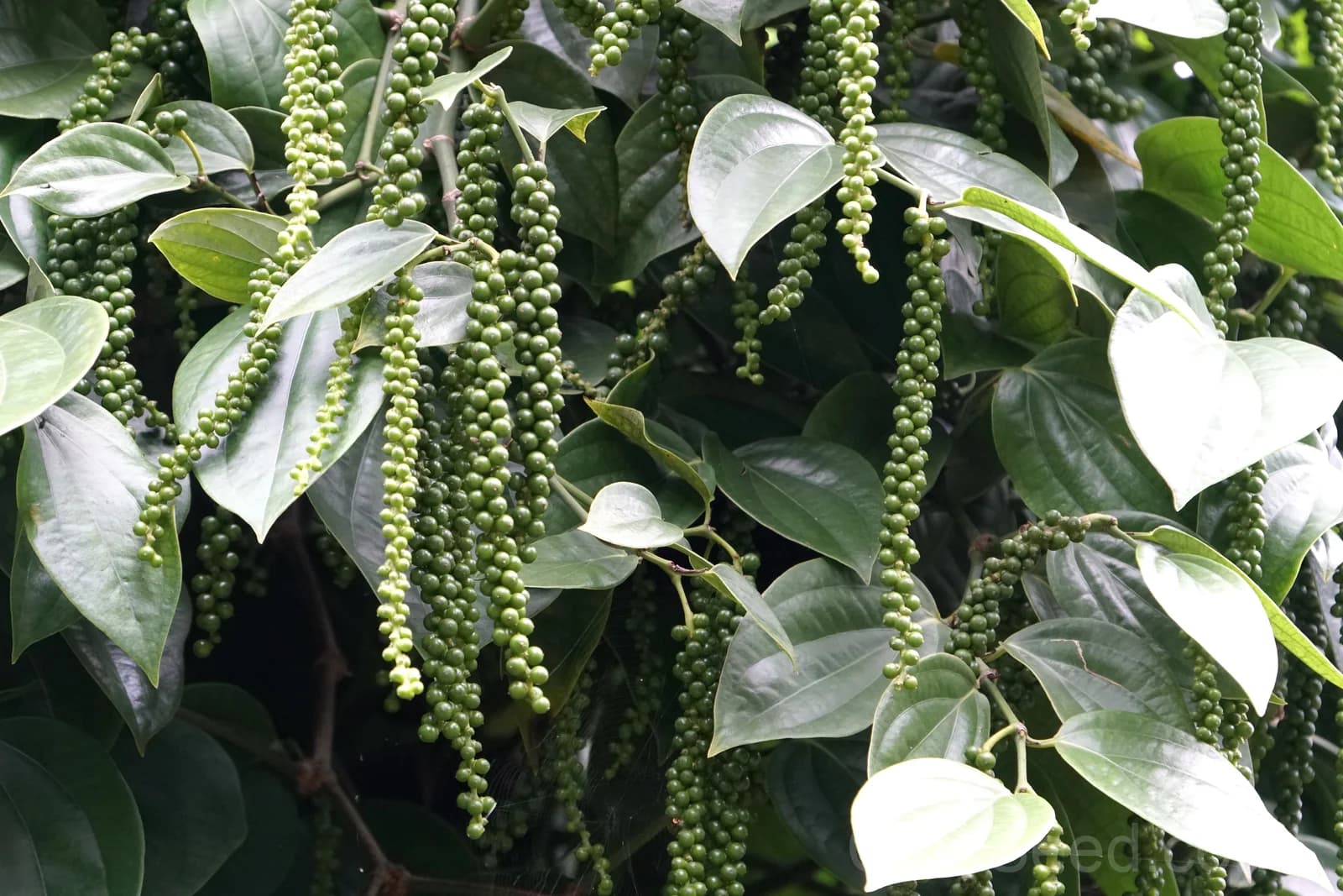 Black Peppercorn 'Piper Nigrum' Seeds — Spice Vine for Cooking - View 4
