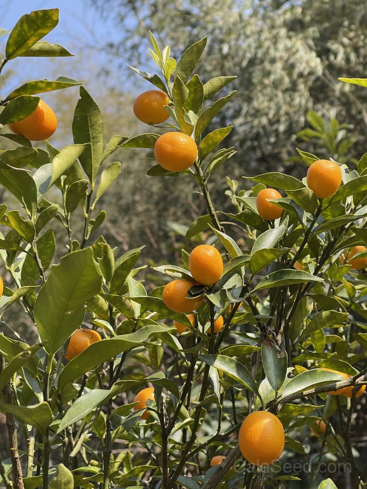 Kumquat 'Nagami' Seeds — Sweet-Tart Edible Peel Fruit - View 5