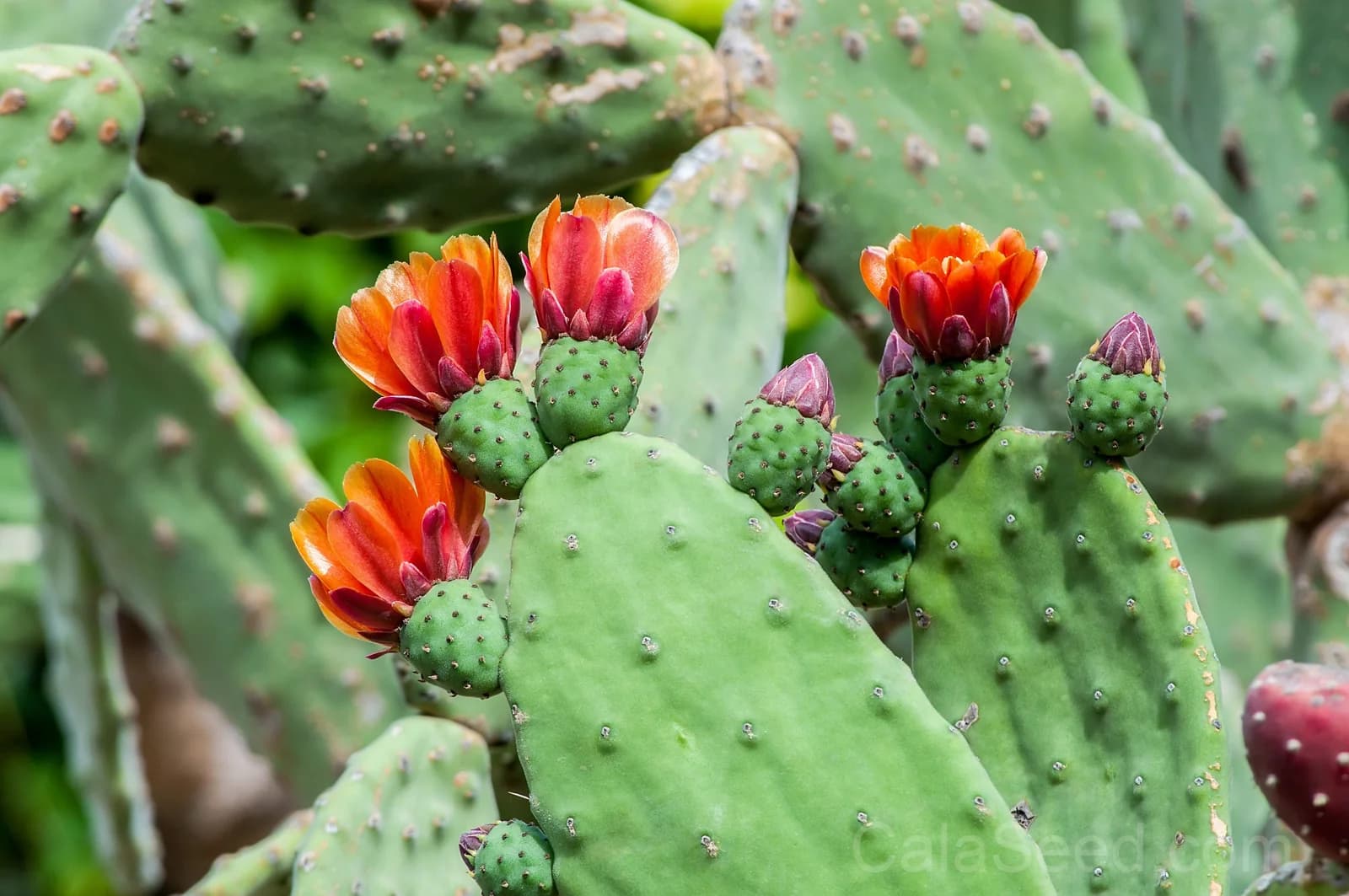 Prickly Pear Cactus 'Opuntia Ficus-Indica' Seeds — Edible Fruit & Flowers - View 8