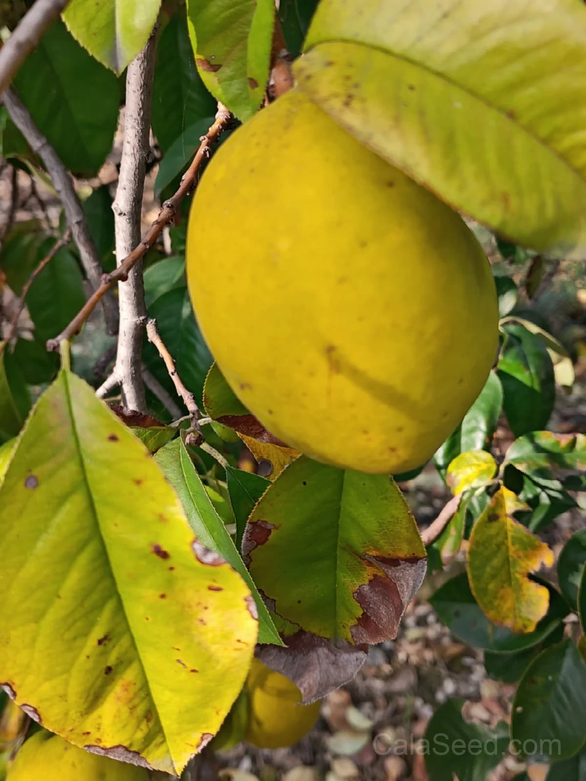 Quince Seeds — Aromatic Golden Fruit - View 4