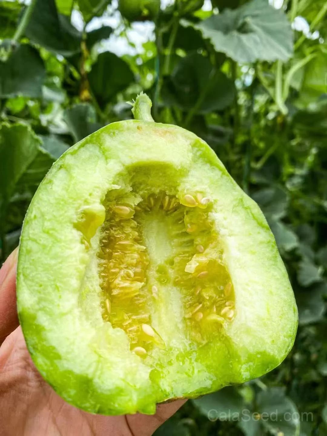 Melon 'Ogen' Seeds β Sweet Israeli Heirloom Fruit - View 5