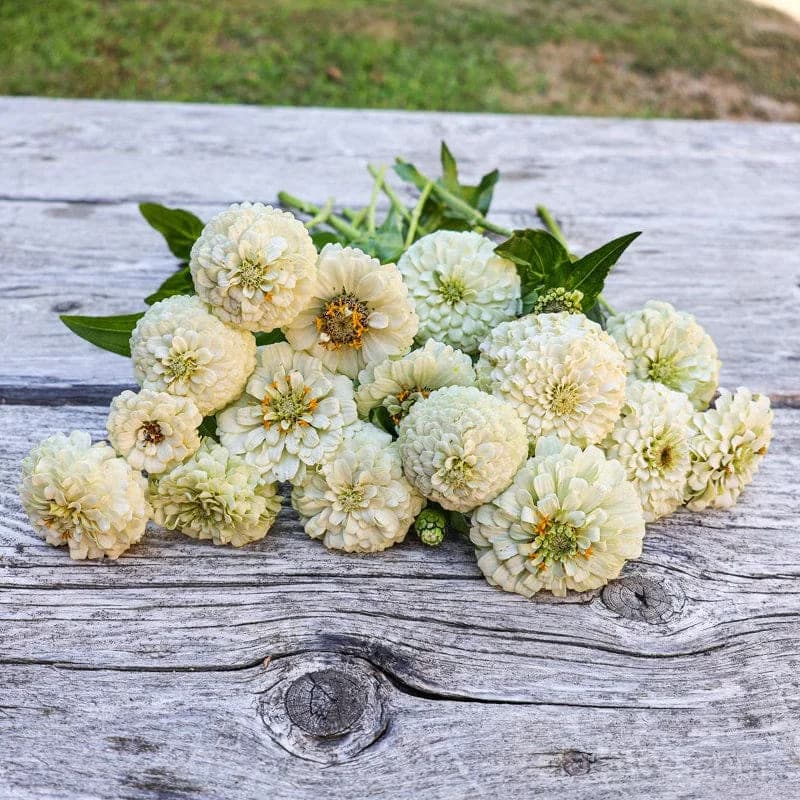 Oklahoma White Zinnia Seeds — Heirloom Native Wildflower - View 3