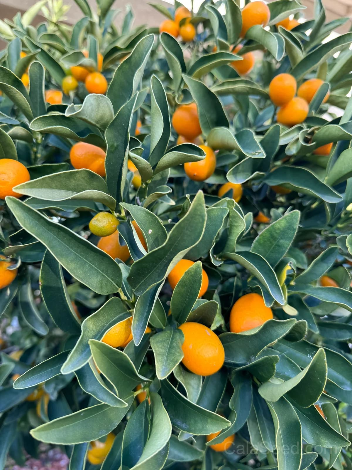 Kumquat 'Nagami' Seeds — Sweet-Tart Edible Peel Fruit - View 8