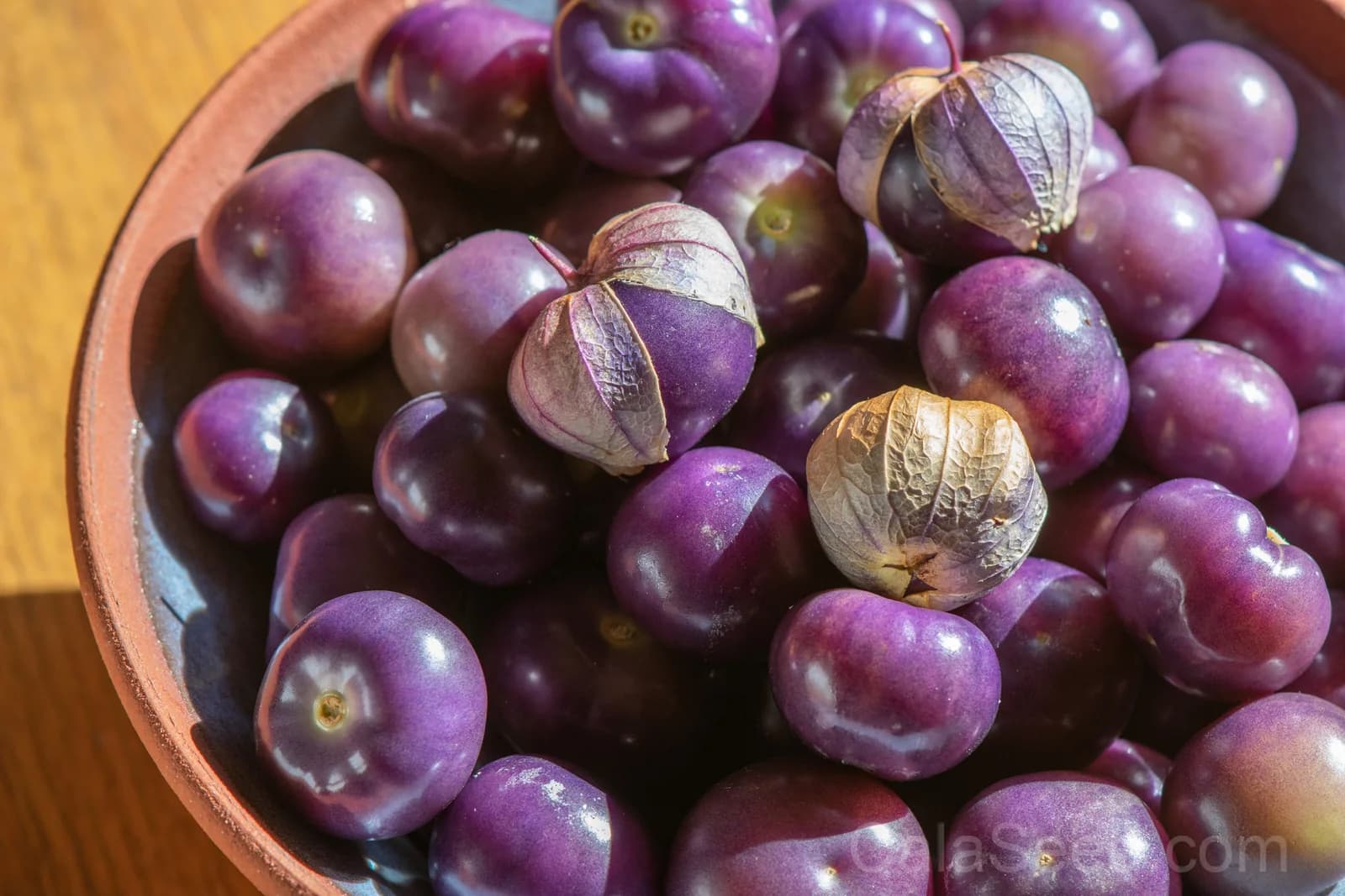Purple Tomatillo 'Physalis Ixocarpa' Seeds — Husk Tomato for Salsas - View 2