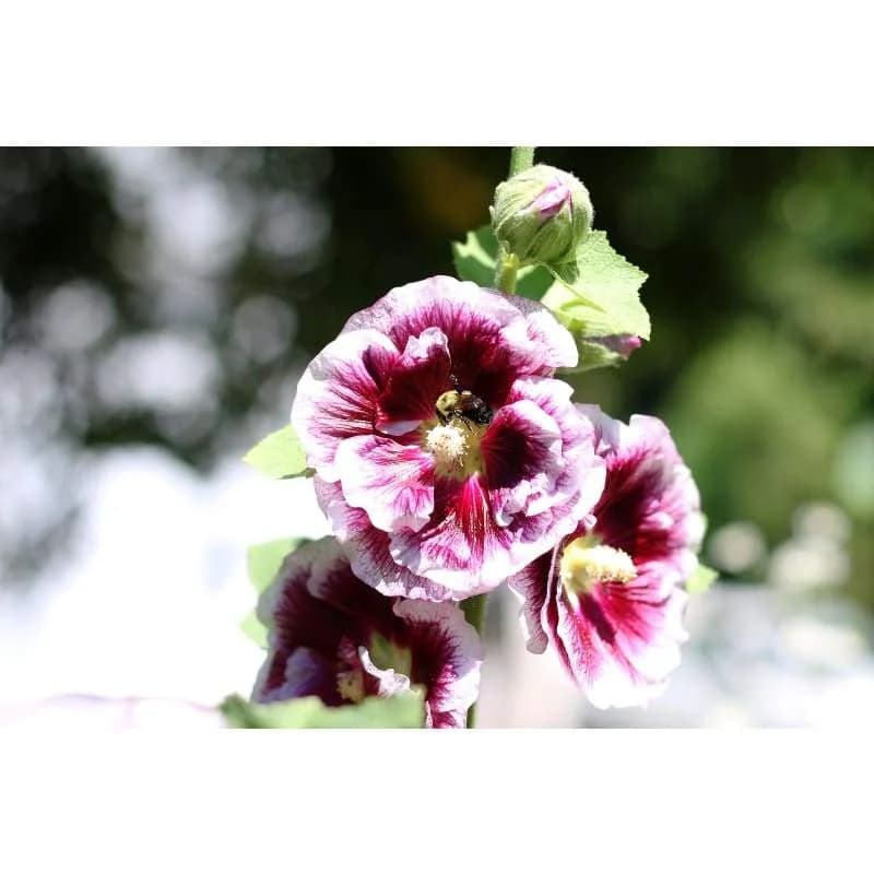 Creme de Cassis Hollyhock Seeds — Rich Blackberry-Colored Blooms - View 5