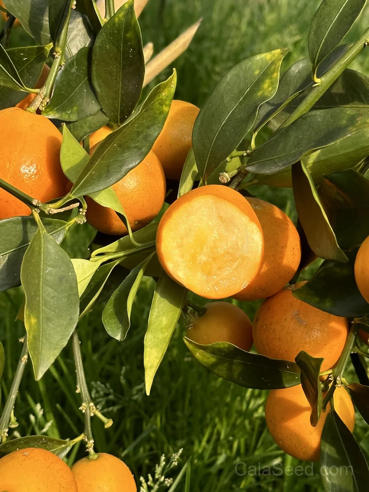 Kumquat 'Nagami' Seeds — Sweet-Tart Edible Peel Fruit - View 4