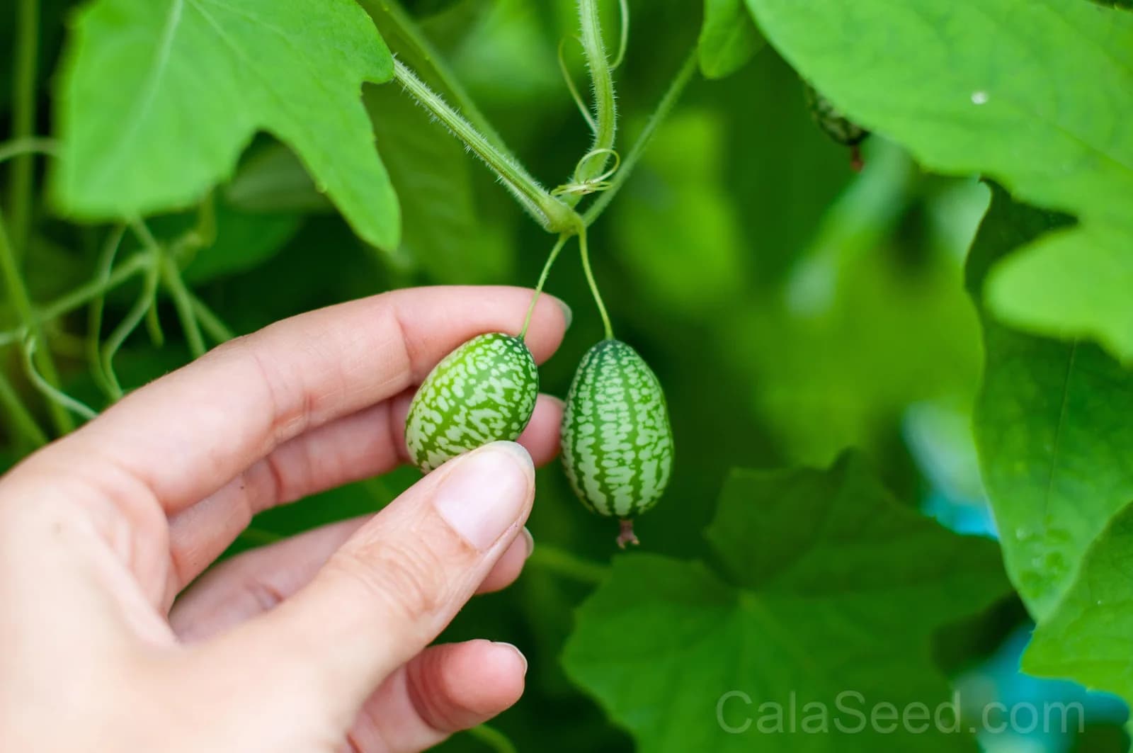 Cucamelon 'Melothria Scabra' Seeds β Mini Mexican Gherkin Vine - View 2