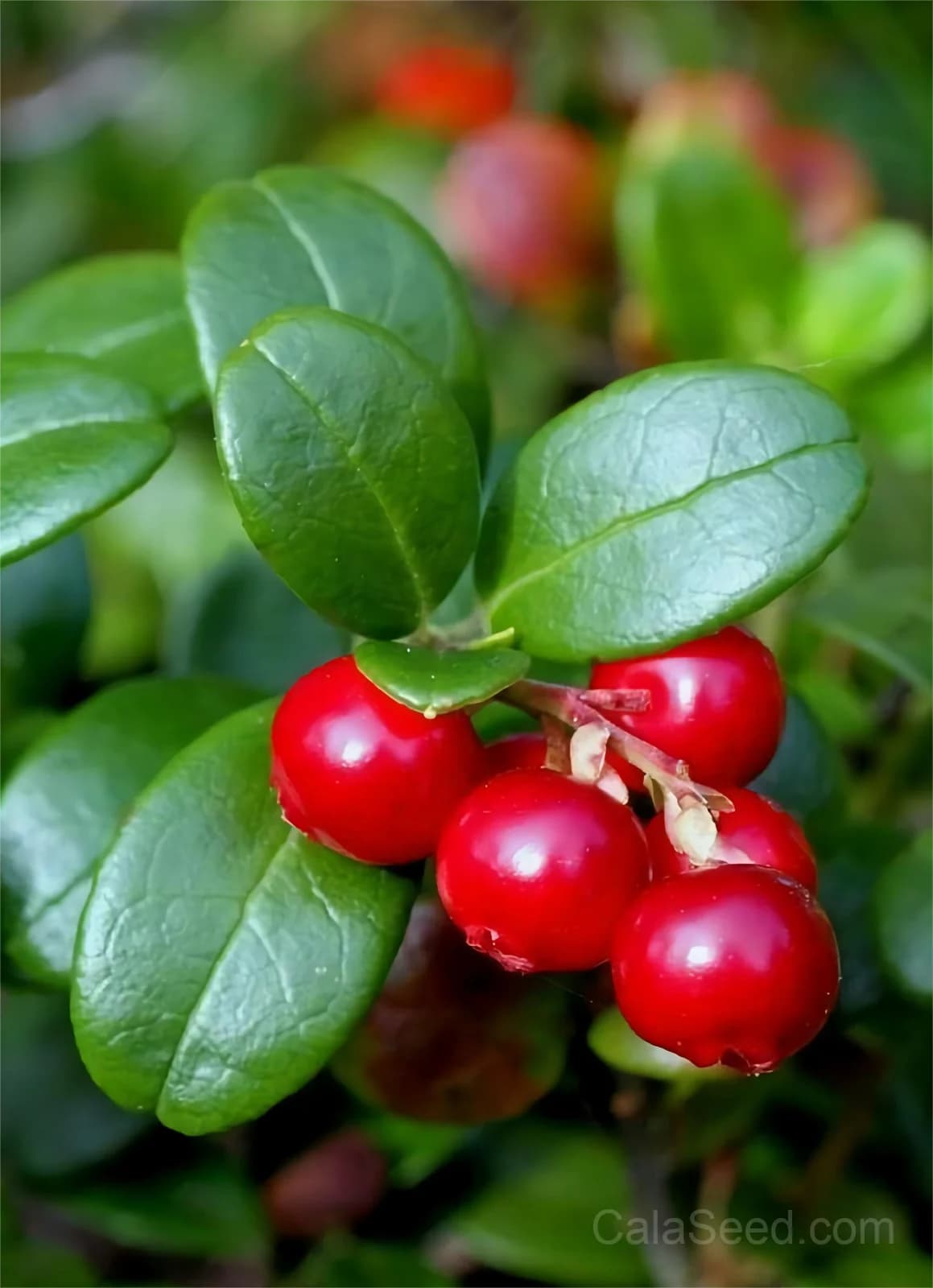 Lingonberry 'Red Pearl' Seeds — Tart Berry Ground Cover - View 8