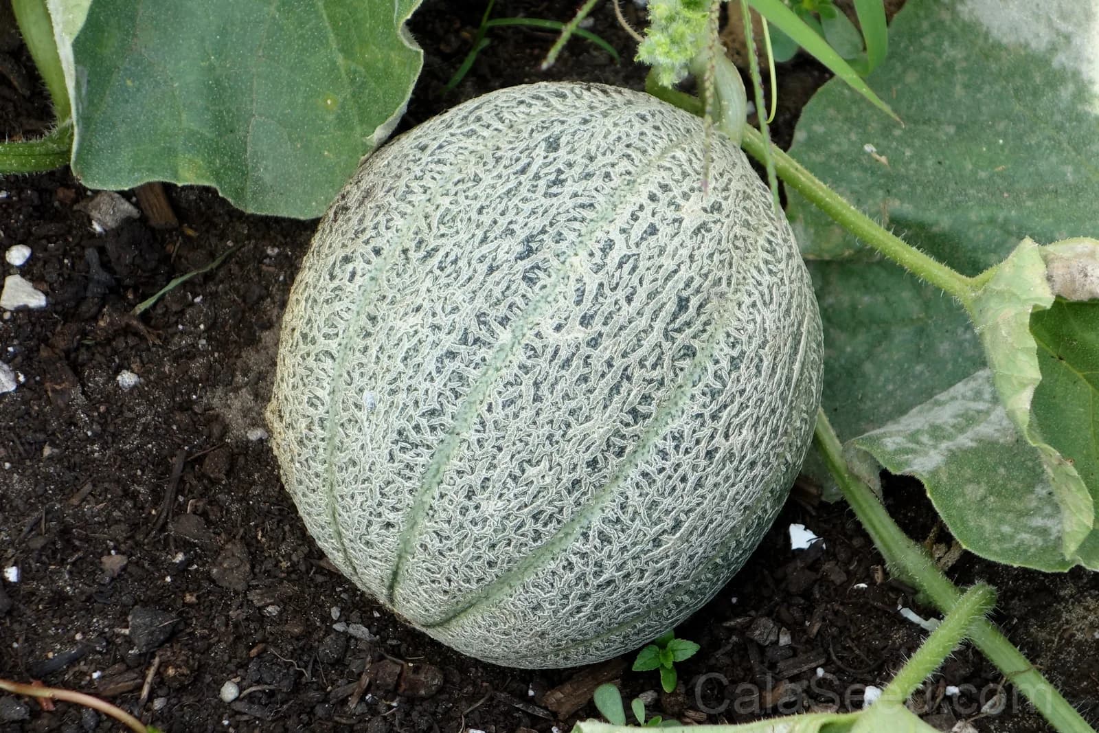 Hale's Best Jumbo Cantaloupe Seeds β Orange Muskmelon Fruit - View 2