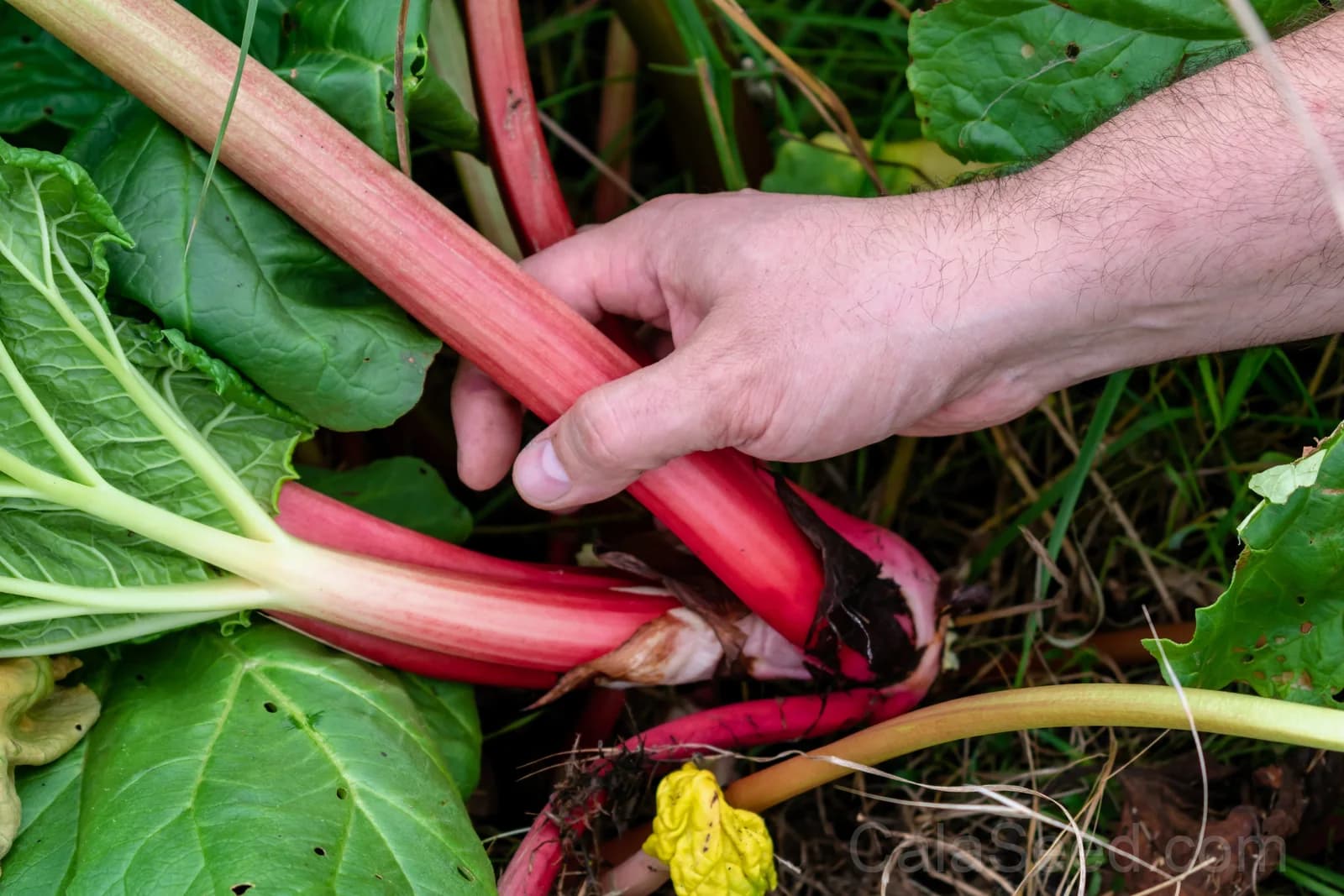 Glaskins Perpetual Rhubarb Seeds — Classic Pieplant Vegetable - View 5