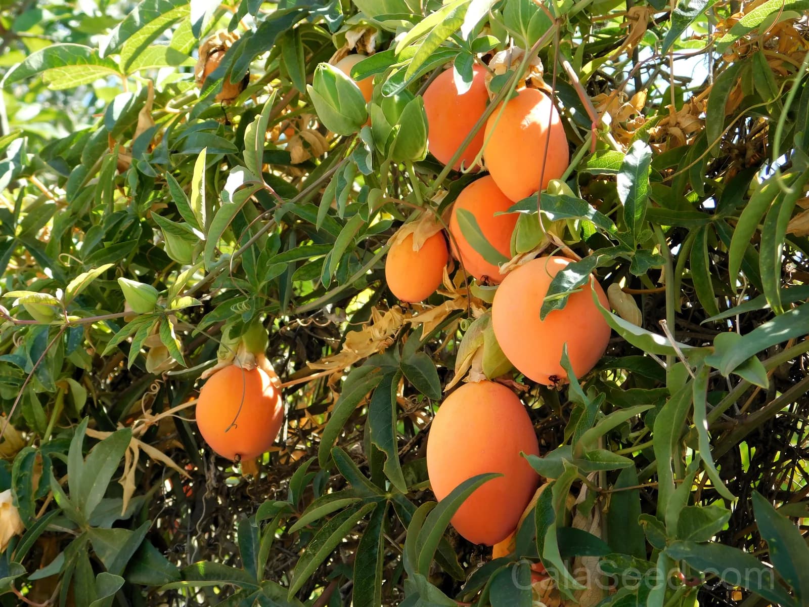 Blue Crown Passion Flower Seeds — Orange Fruit Vine - View 1