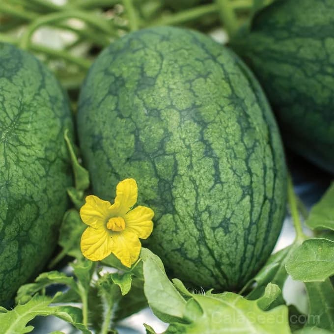 Mama's Girl Watermelon Seeds β Sweet Heirloom Summer Fruit - View 2