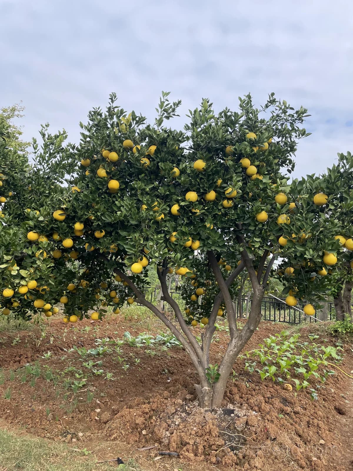 Pomelo 'Chandler' Seeds — Sweet Citrus Giant Fruit - View 3