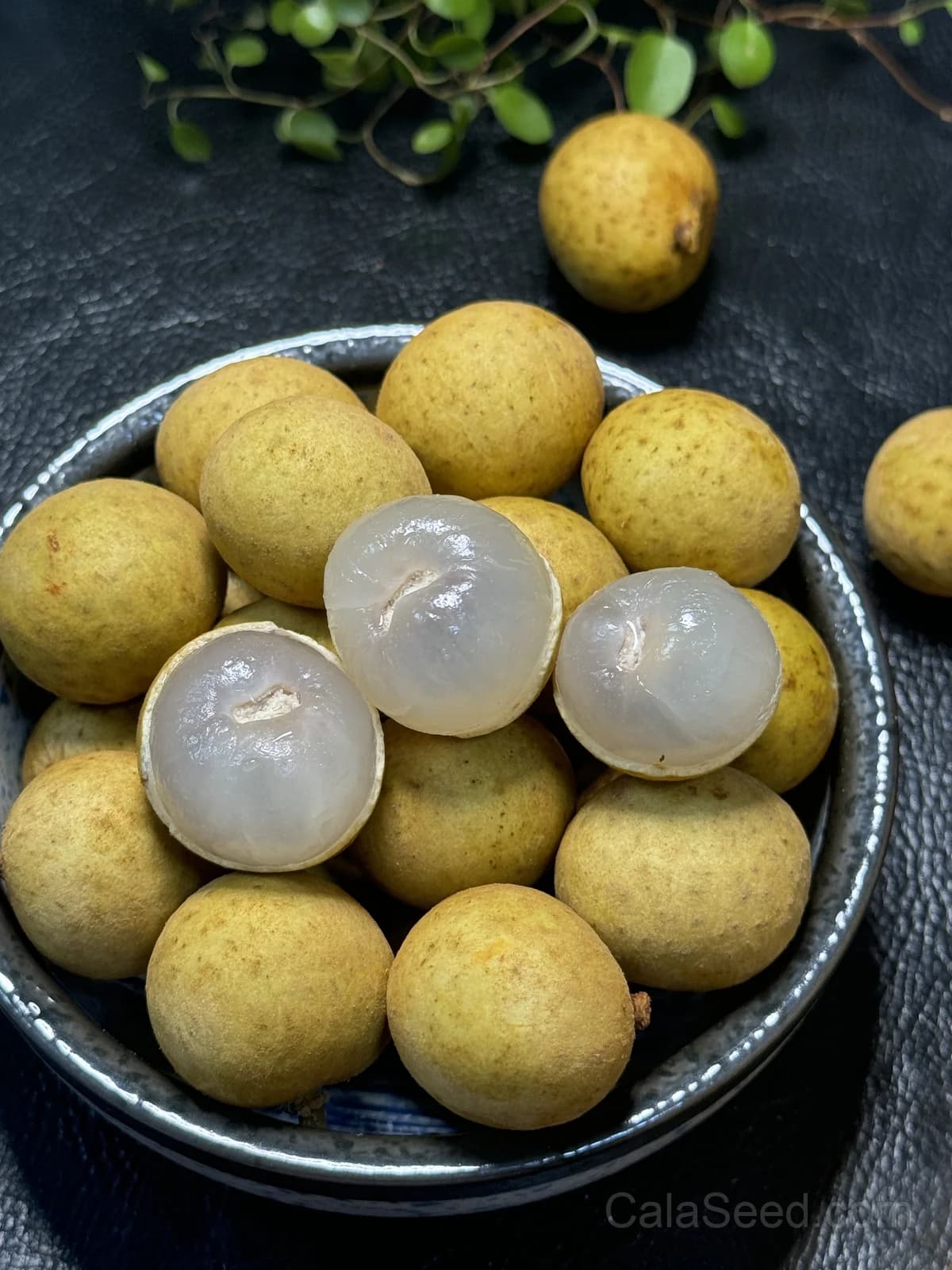 Longan 'Dimocarpus' Seeds — Sweet Tropical Fruit - View 2