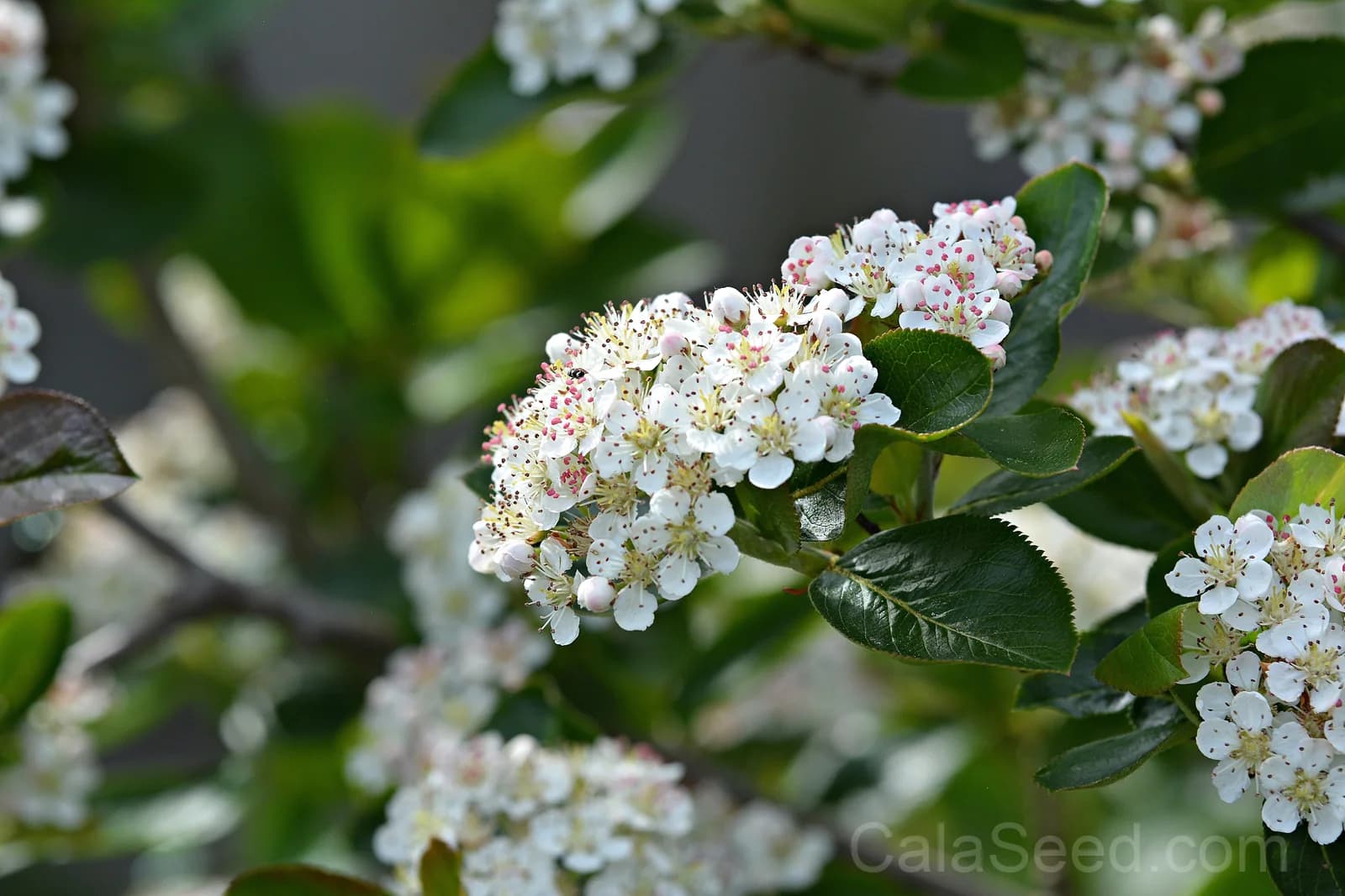 Red Chokeberry 'Aronia Arbutifolia' Seeds — White Flowers Edible Fruit - View 4