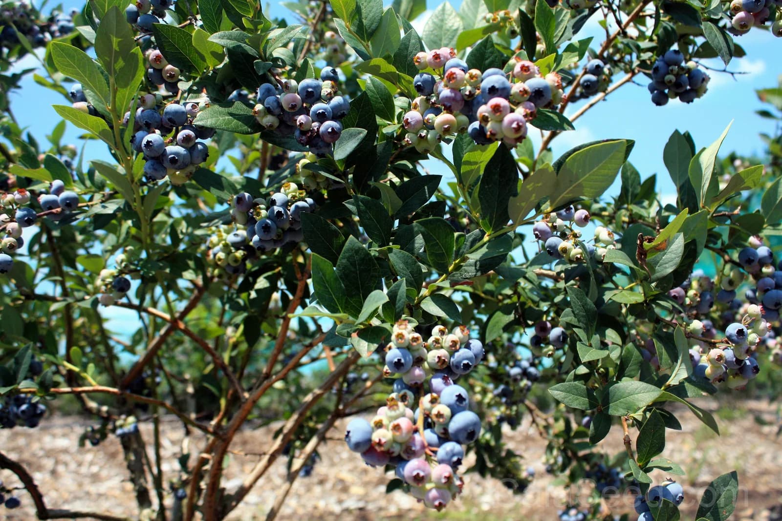 Northern Highbush Blueberry Seeds — Cold Hardy Fruit Shrub - View 6
