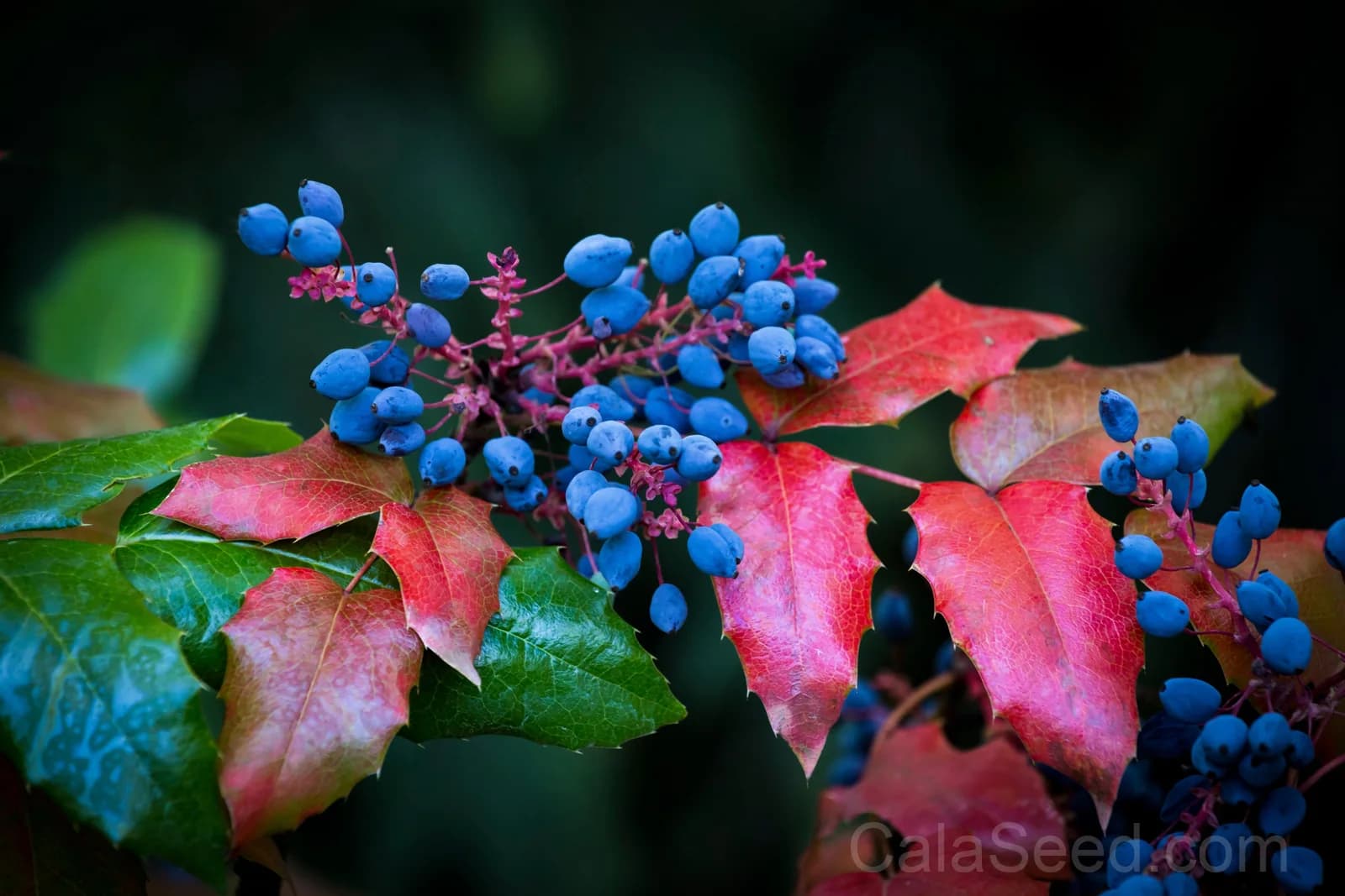 Oregon Grape 'Hollyleaved' Seeds — Edible Blue Fruit Vine - View 7