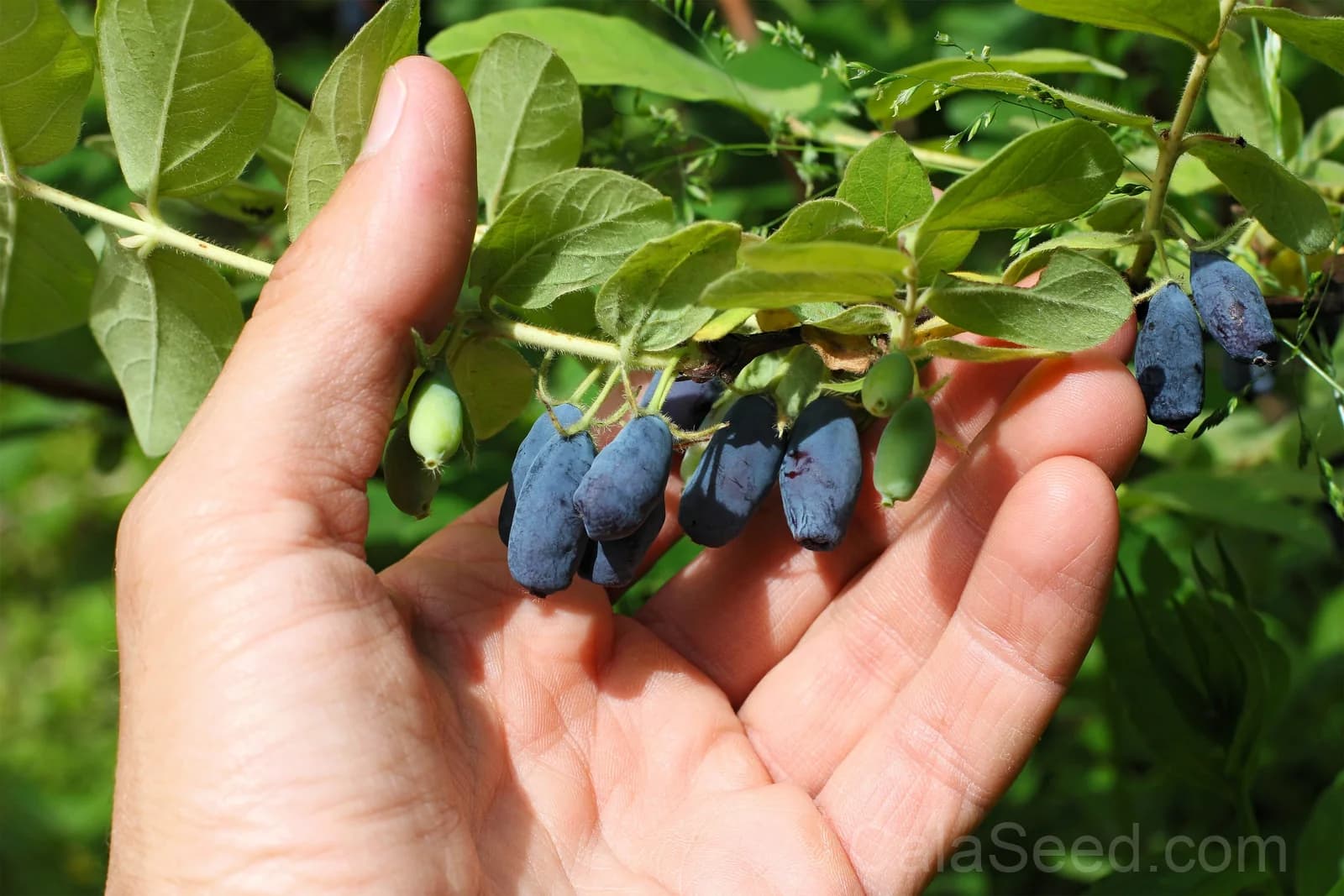 Blue Honeysuckle 'Honeyberry' Seeds — Edible Fruit Shrub - View 7