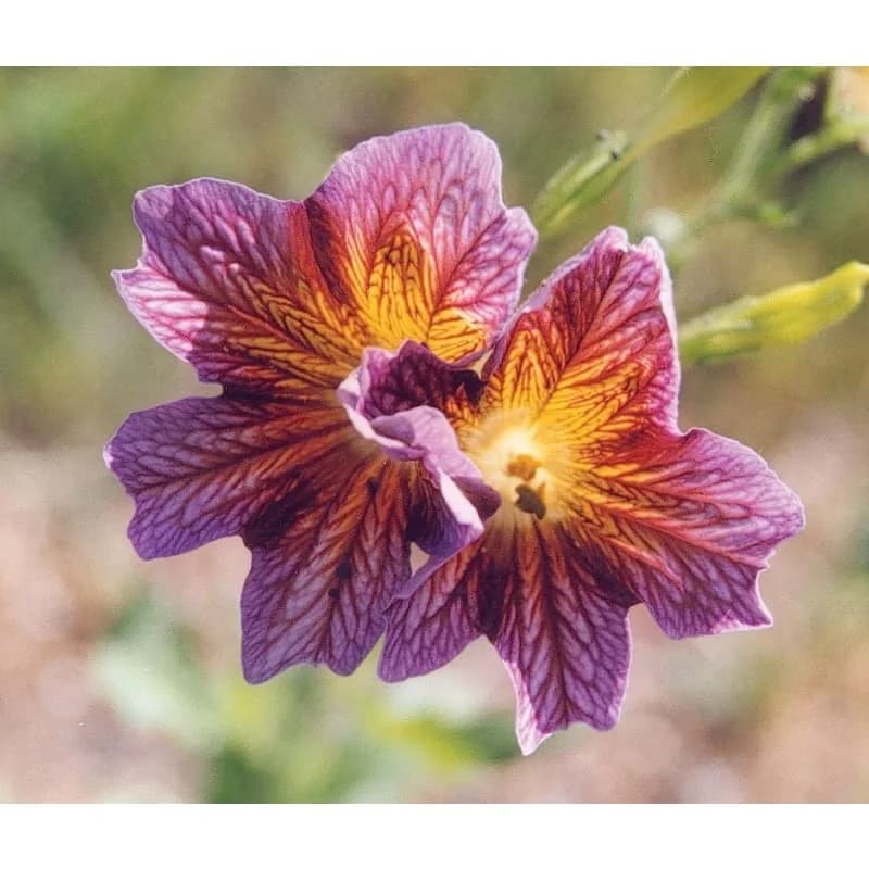 Salpiglossis 'Royale Mix' Seeds — Vibrant Trumpet Flower Blend - View 4