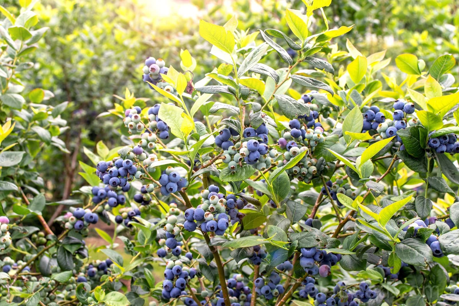 Northern Highbush Blueberry Seeds — Cold Hardy Fruit Shrub - View 4