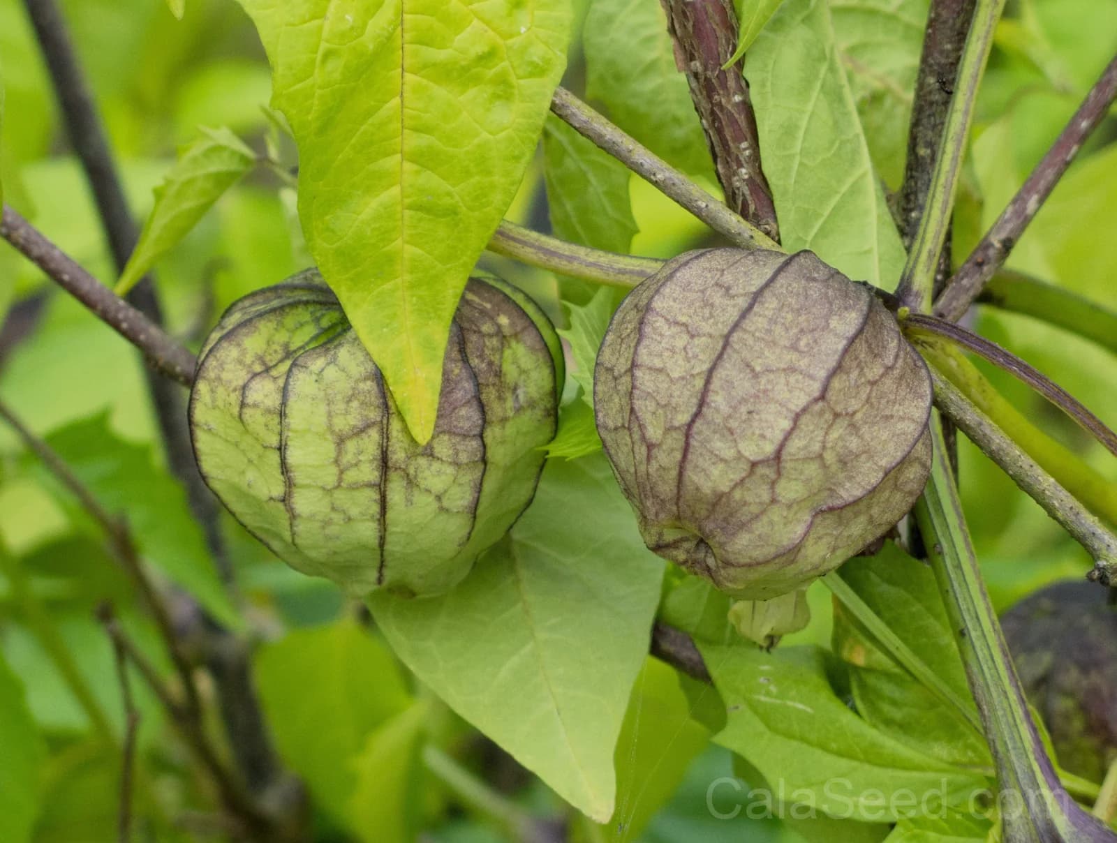 Purple Tomatillo 'Physalis Ixocarpa' Seeds — Husk Tomato for Salsas - View 6
