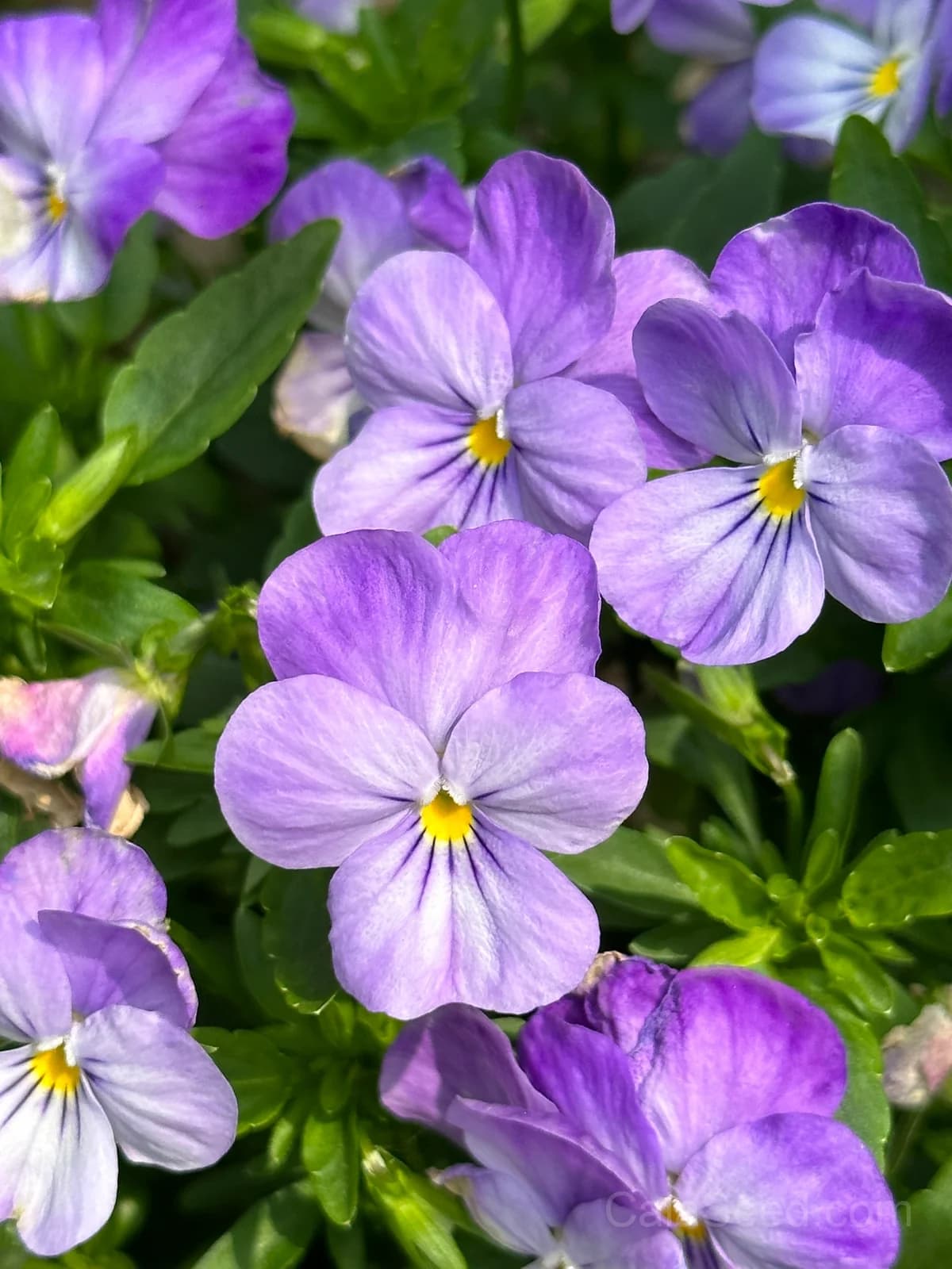 Cool Wave Berries n' Cream Pansy Seeds — Trailing Bicolor Flower Mix - View 7