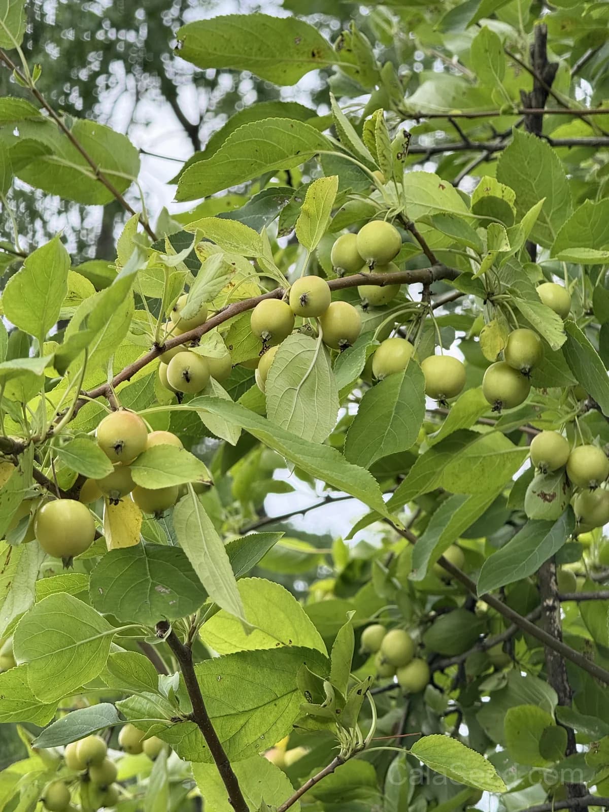 Crab Apple 'Golden Hornet' Seeds — Ornamental Fruit Tree - View 5