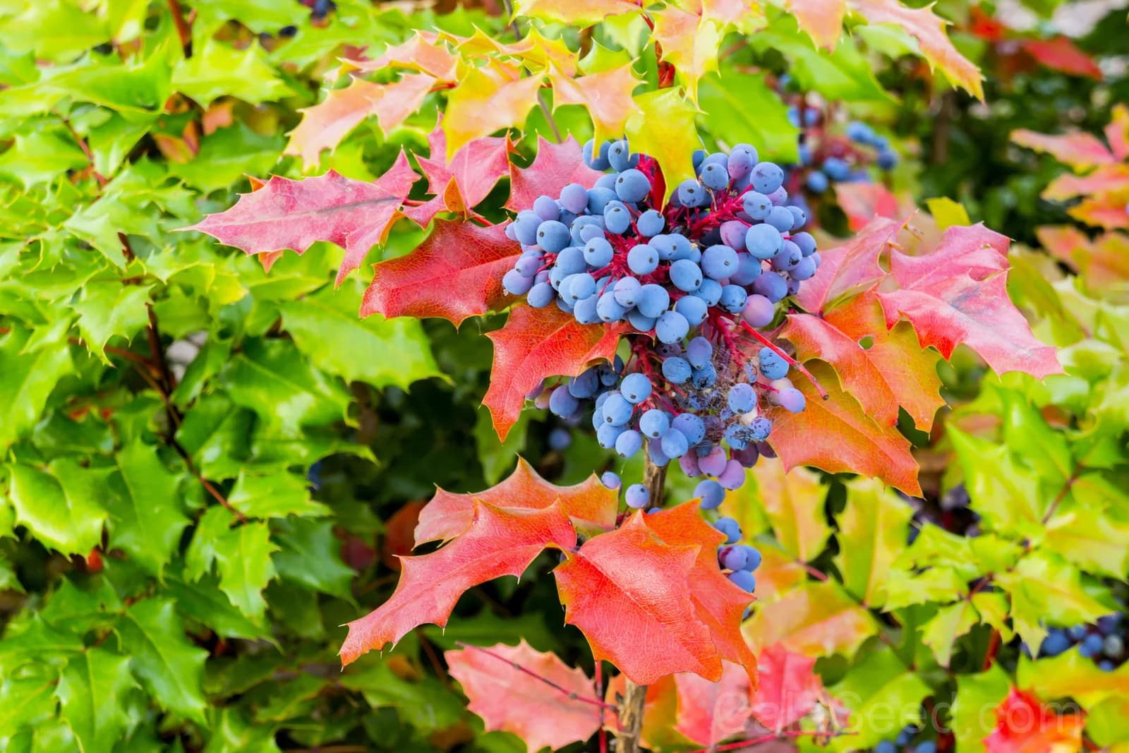 Oregon Grape 'Hollyleaved' Seeds — Edible Blue Fruit Vine - View 5