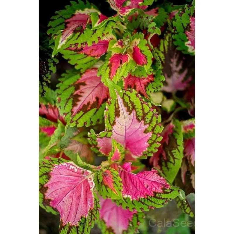 Kong Series Mix Coleus Seeds — Vibrant Foliage Shade Garden - View 7