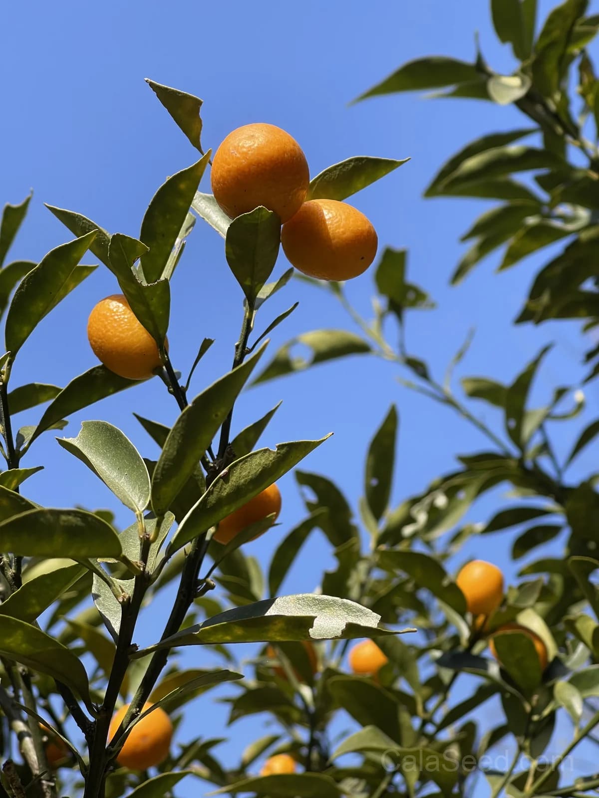 Kumquat 'Nagami' Seeds — Sweet-Tart Edible Peel Fruit - View 2